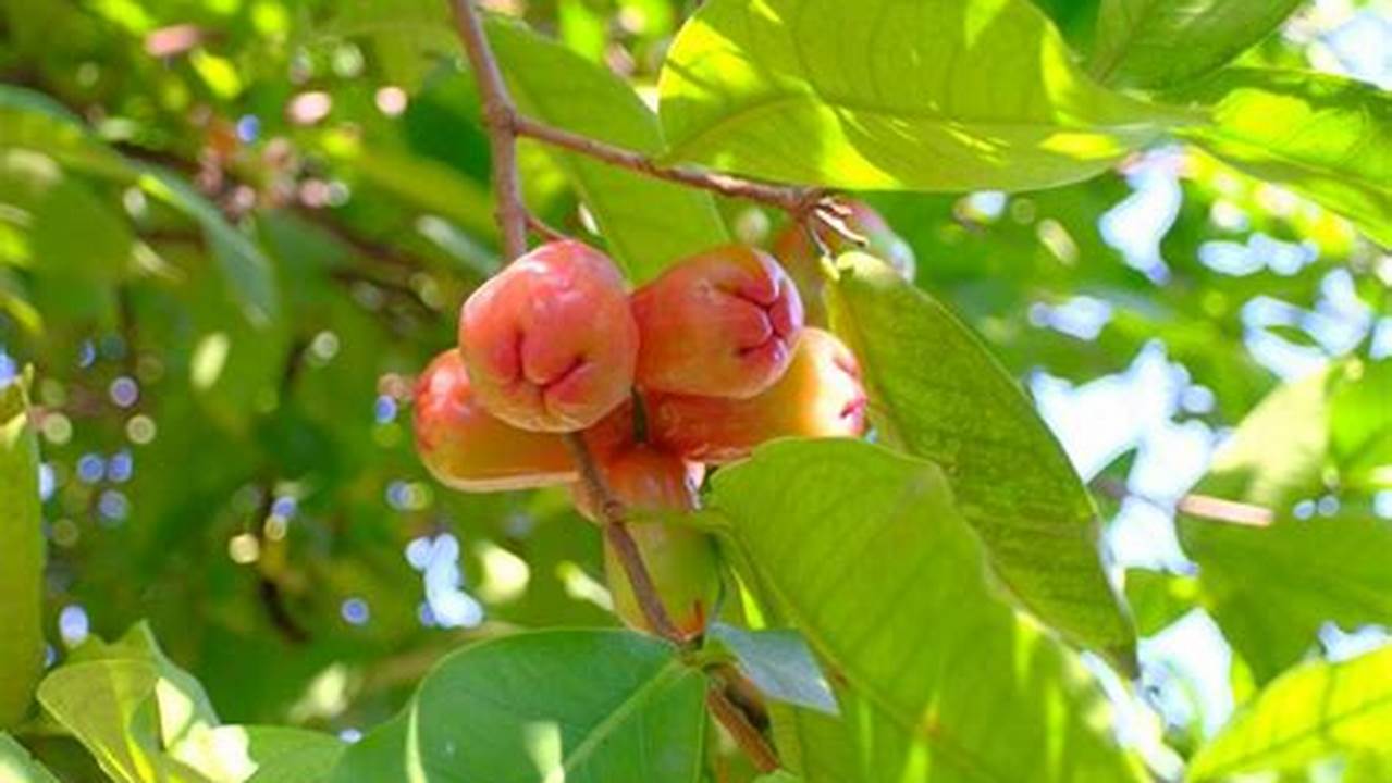 Manfaat Daun Jambu Air yang Jarang Diketahui